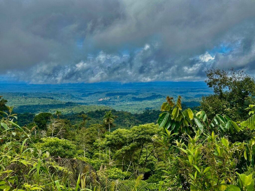 As we dive in, the jungle canopy is enormous, thick and seductive. 