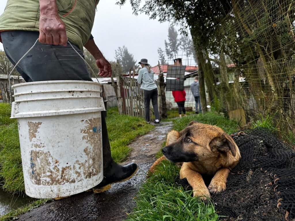 Jungle puppies eye their prize at the local trout farm.