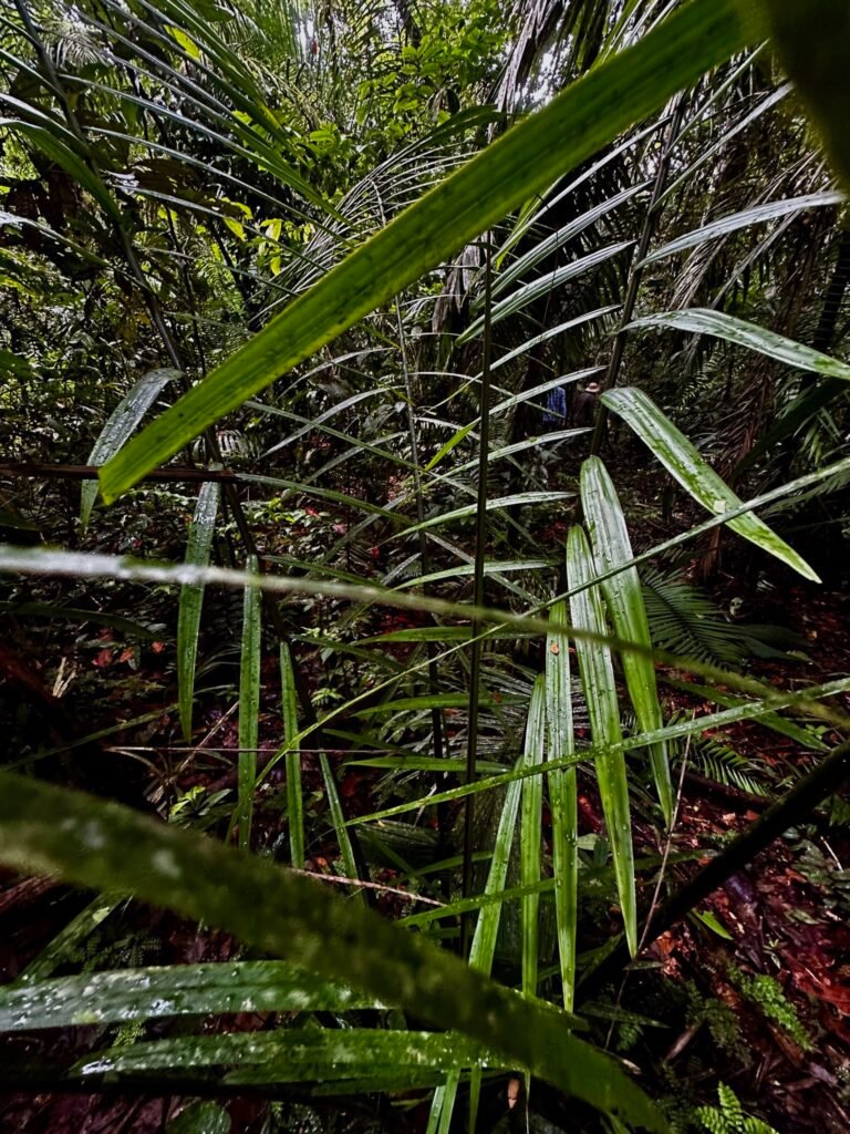 The Amazon jungle is equal parts alluring and disorienting. No phones, no GPS, never quite sure which way we are heading. Fede knows. 