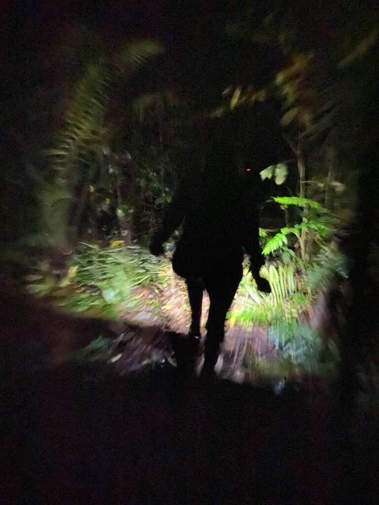 Insect walks at night 