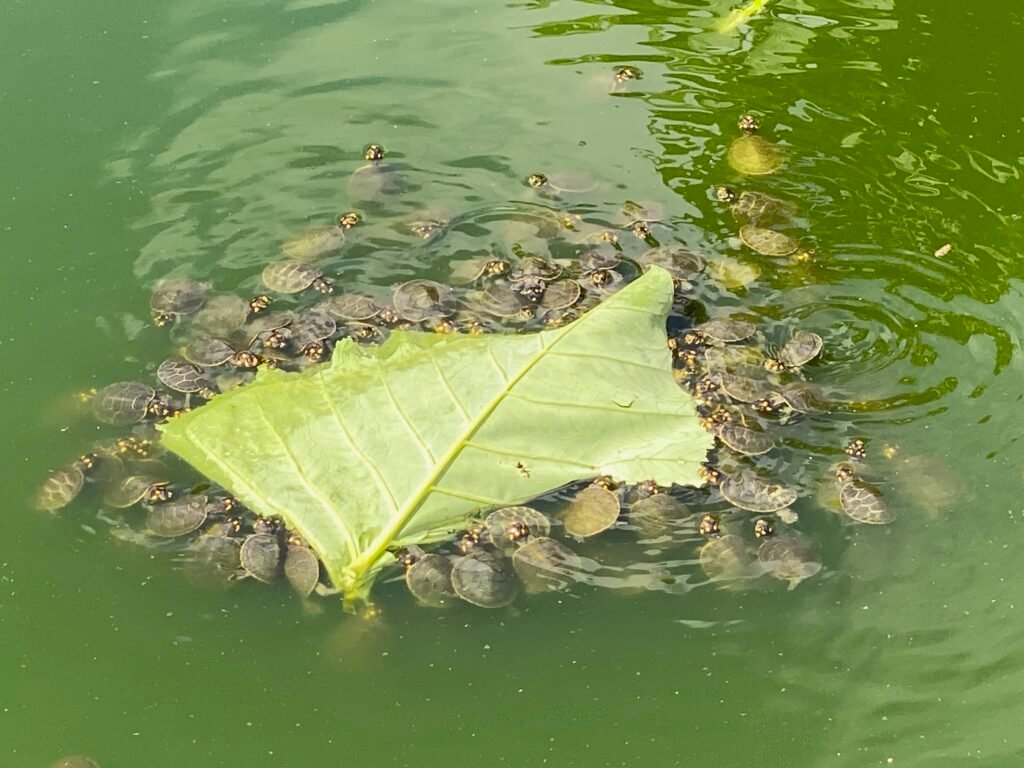 Feeding time for the endangered turtles. 