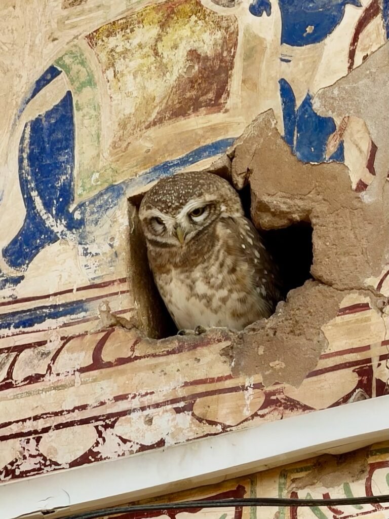 The locals checking us out 