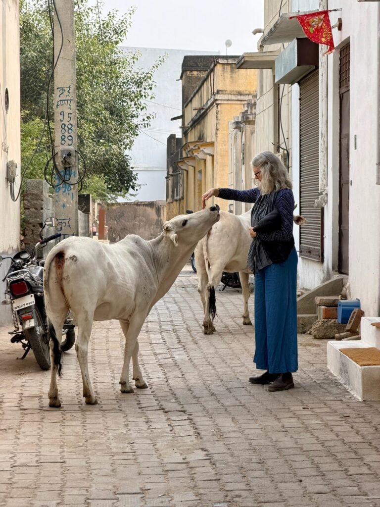 Adisa making new a friend. Cows are sacred in India. 