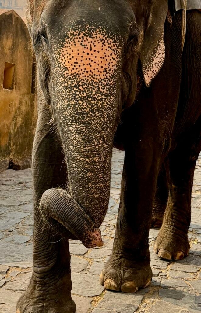Sheila takes us to Amber Fort 