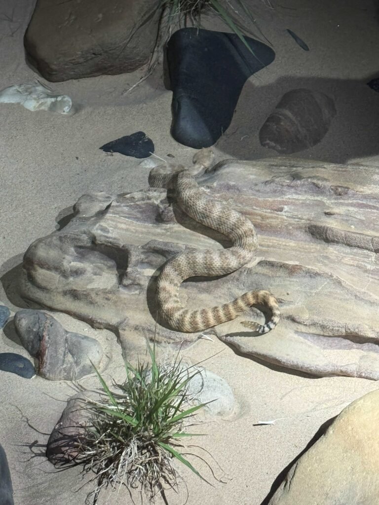 Thankfully, our campsite visitor preferred Dennis's sleeping bag! (he was fine)