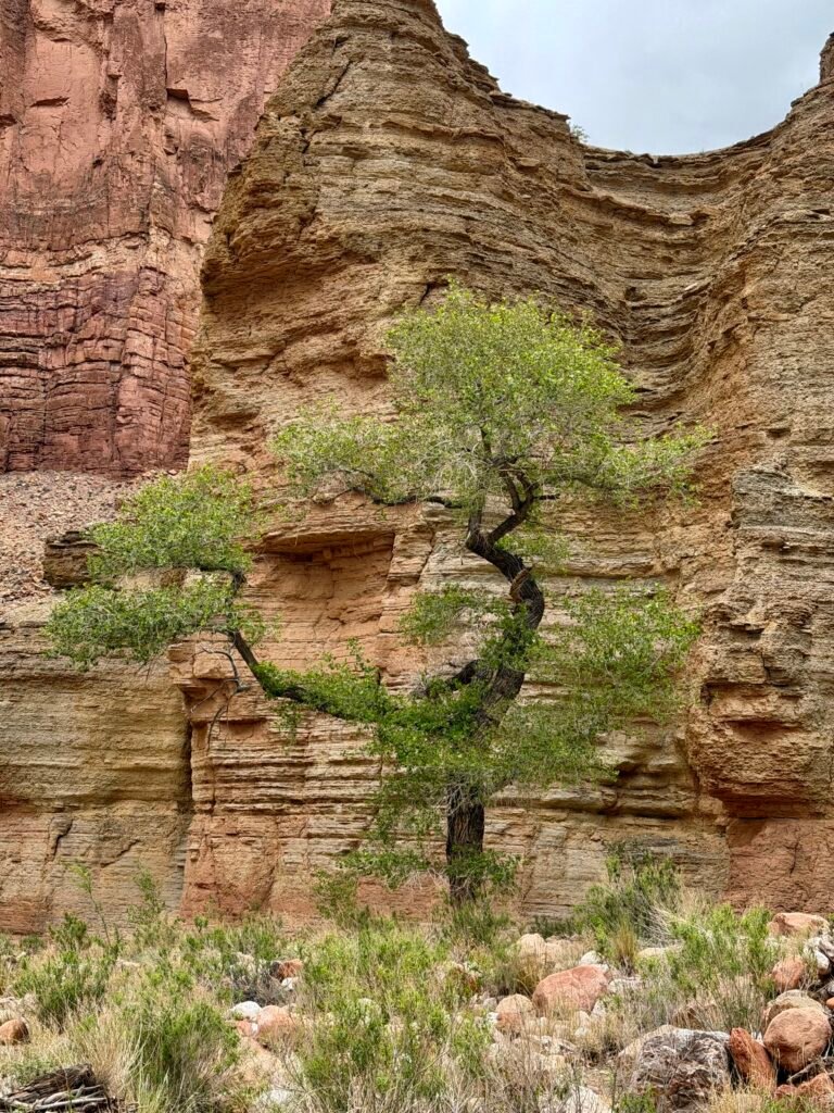 After 19 days - nature comes alive - as with this dancing tree! 
